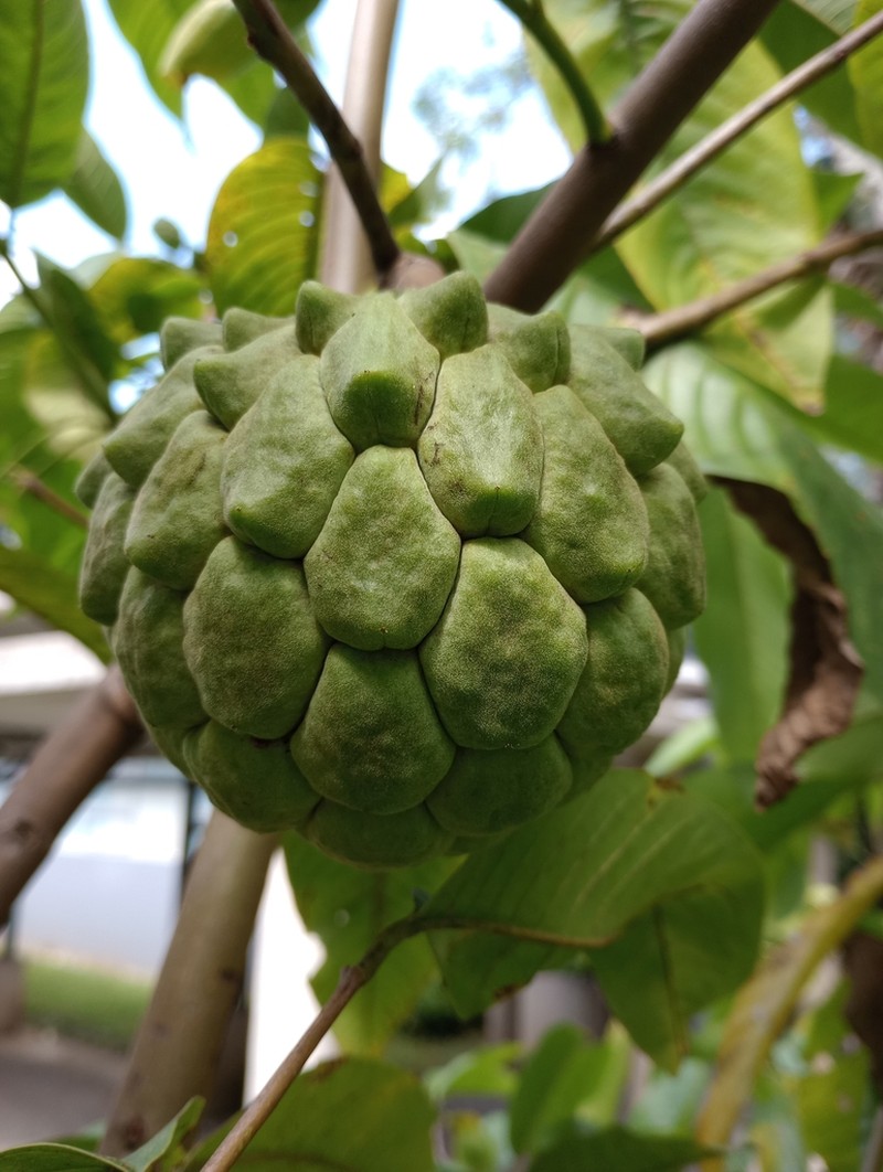 Wild Sugar Apple photo 6