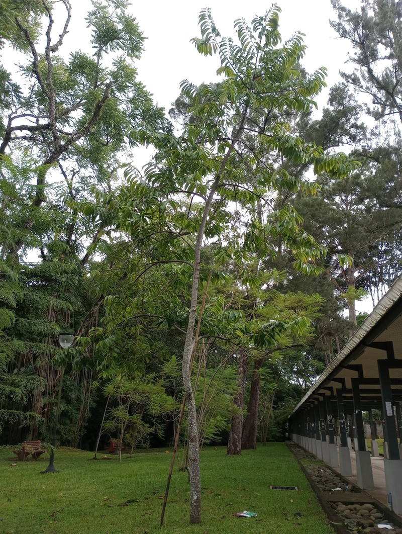 Wild Sugar Apple photo 7