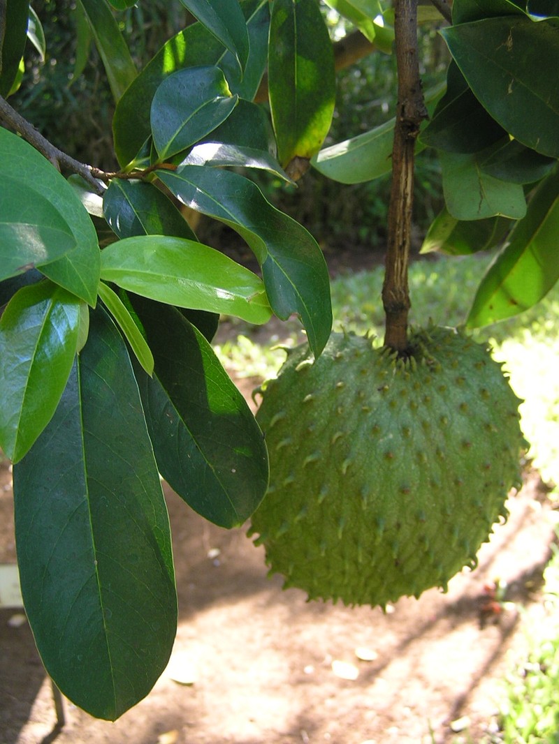 Soursop photo 2