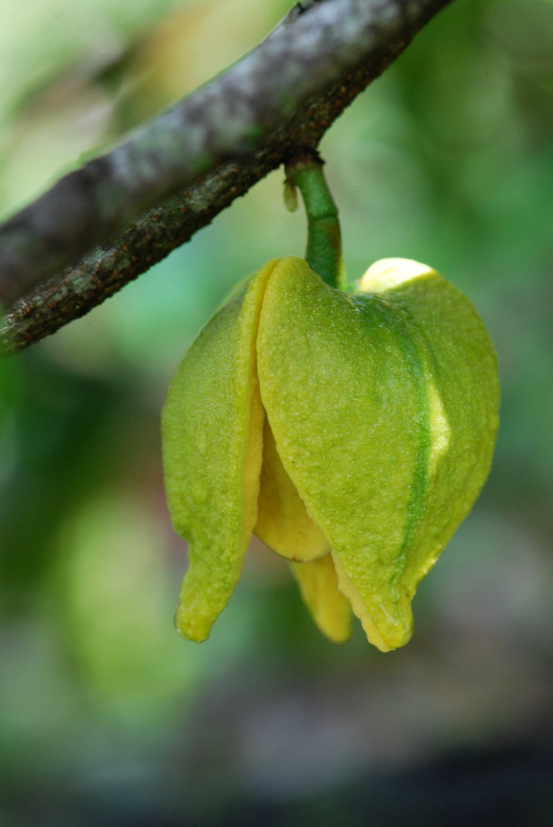 Soursop photo 3