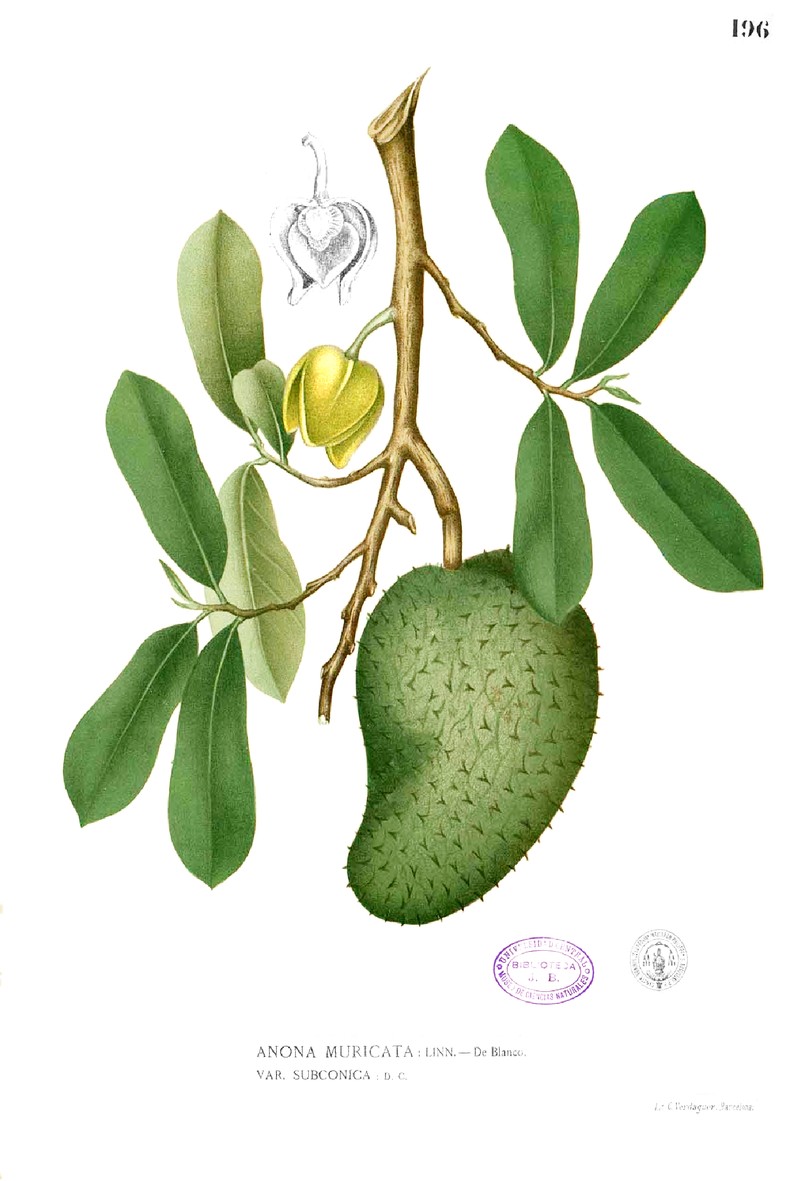 Soursop photo 4