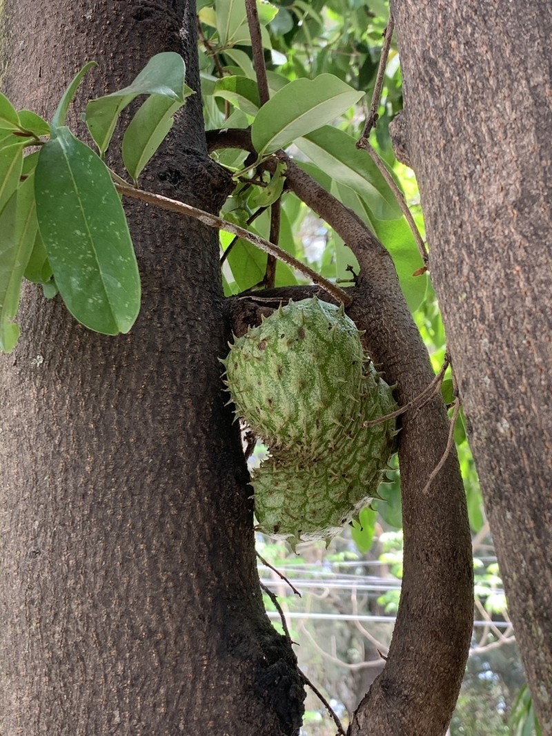 Soursop photo 5
