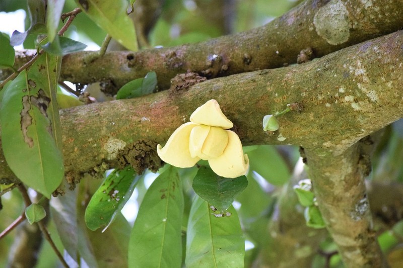 Soursop photo 6