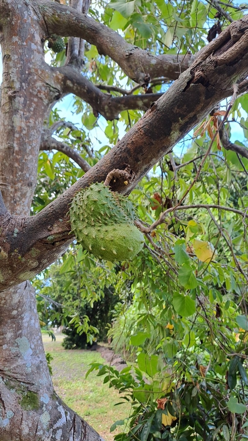Soursop photo 7