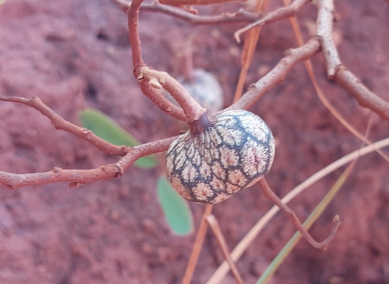 Annona nana