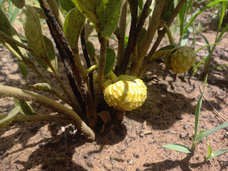 Annona nana photo 2