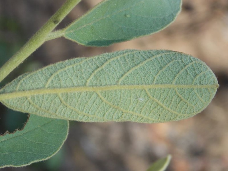 Annona nana photo 3