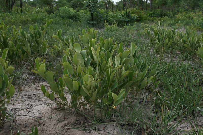 Annona nana photo 4