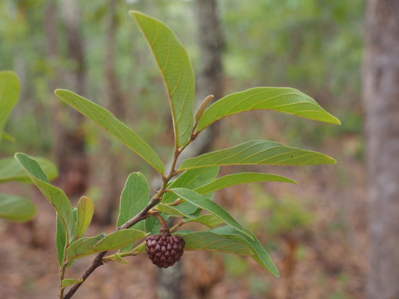 Annona nana photo 6