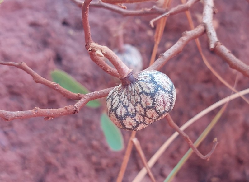 Annona nana photo 8