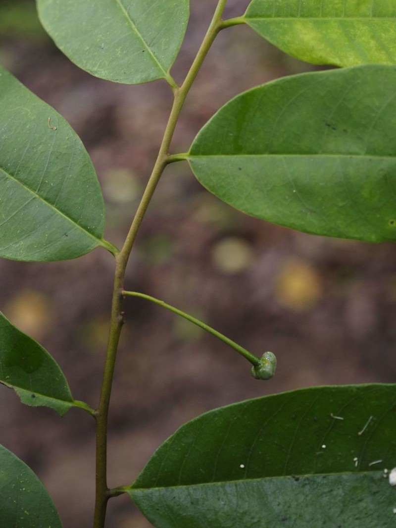 Annona neglecta