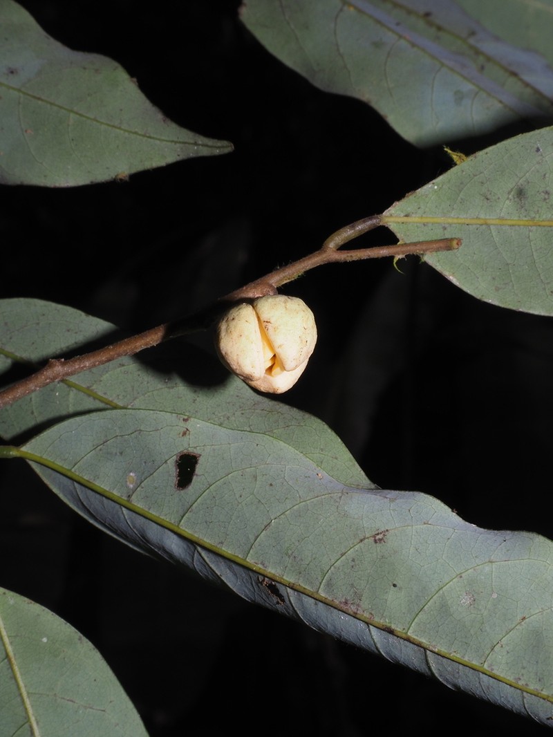 Annona neglecta photo 2
