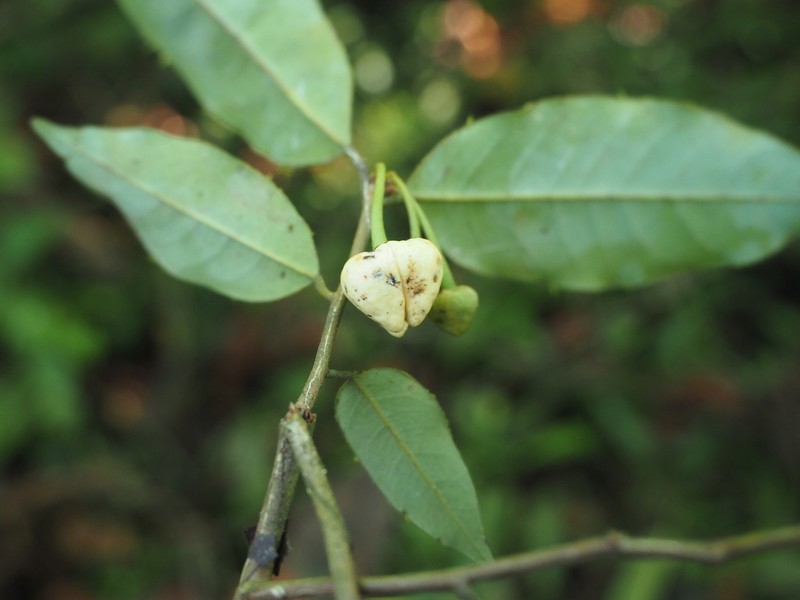 Annona neglecta photo 3