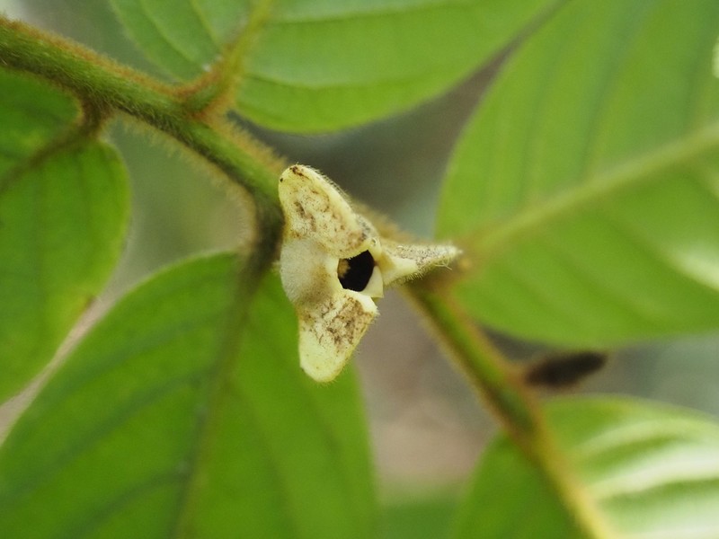 Annona neochrysocarpa photo 2