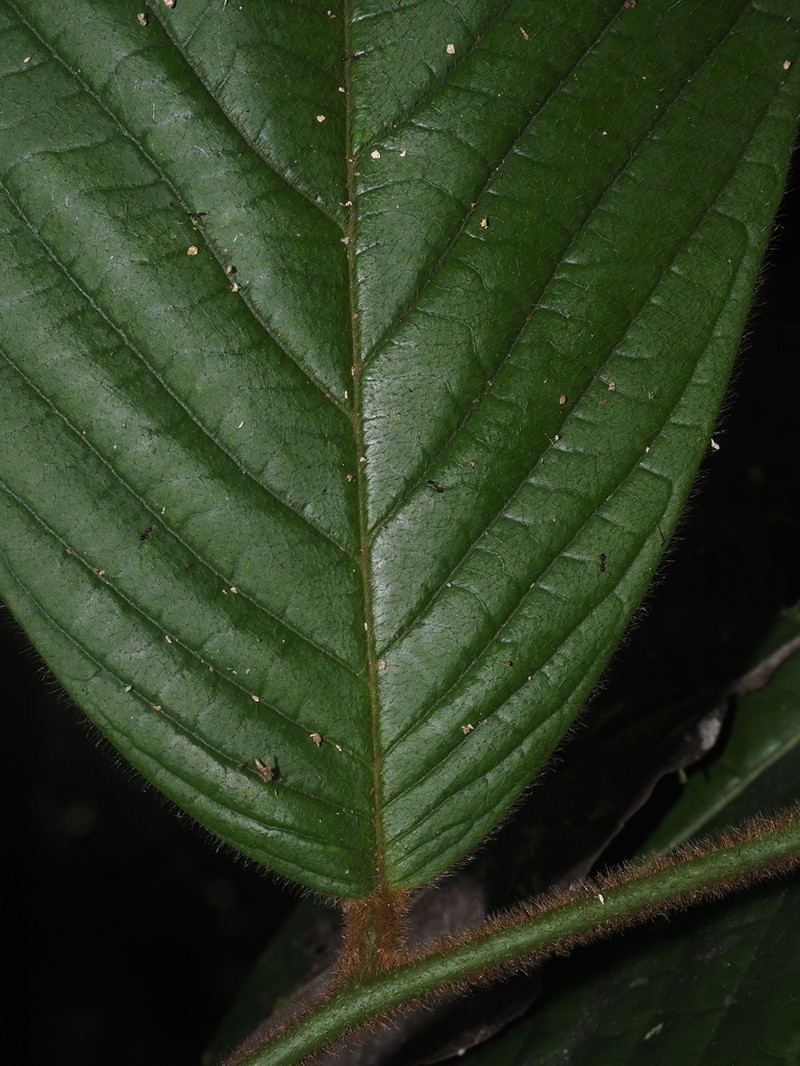 Annona neochrysocarpa photo 3