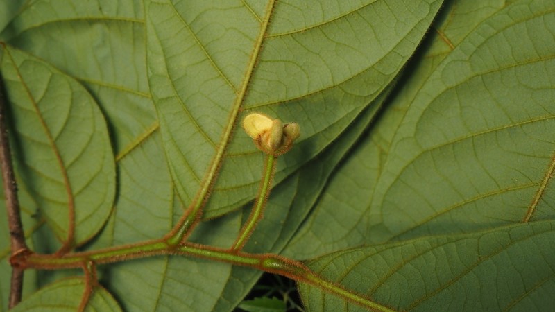 Annona neochrysocarpa photo 4
