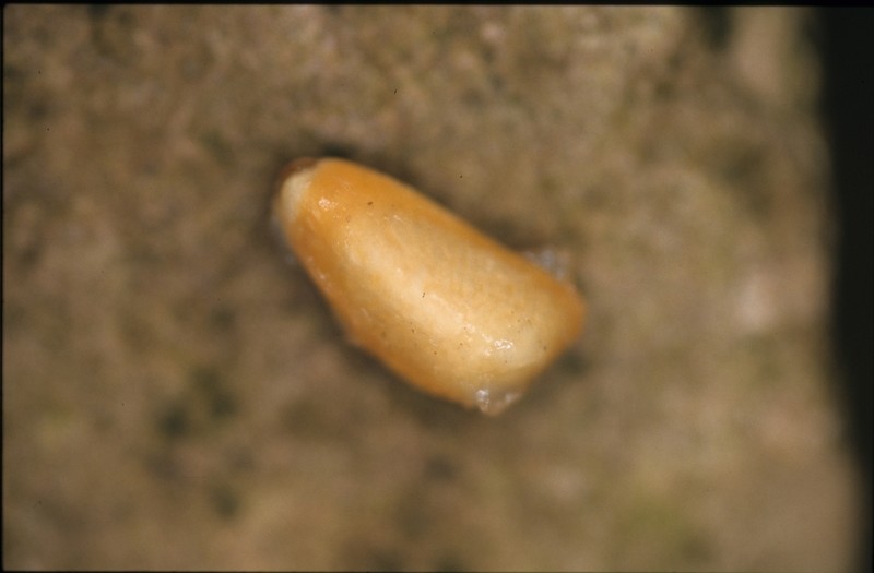 Annona neochrysocarpa photo 5