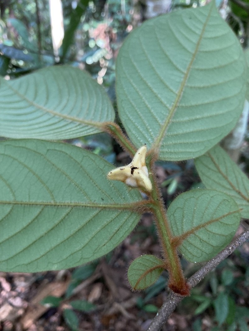 Annona neochrysocarpa photo 6