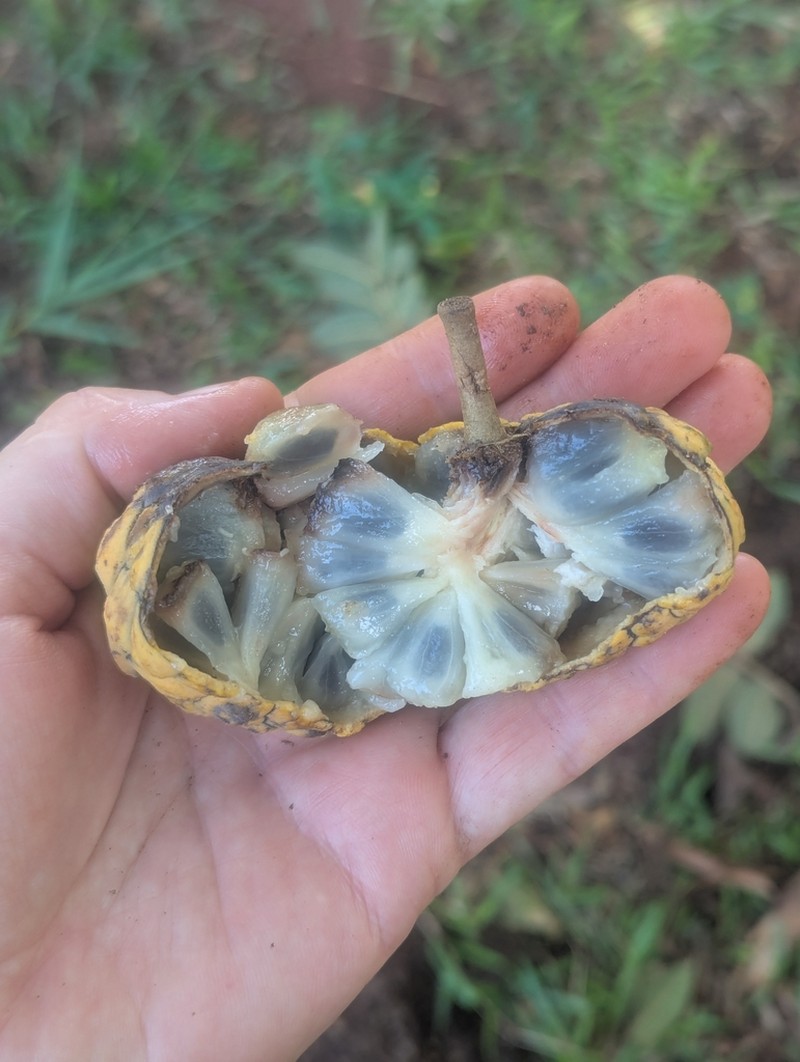 Annona neosalicifolia