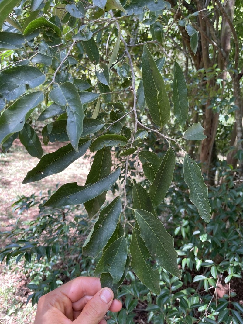Annona neosalicifolia photo 2