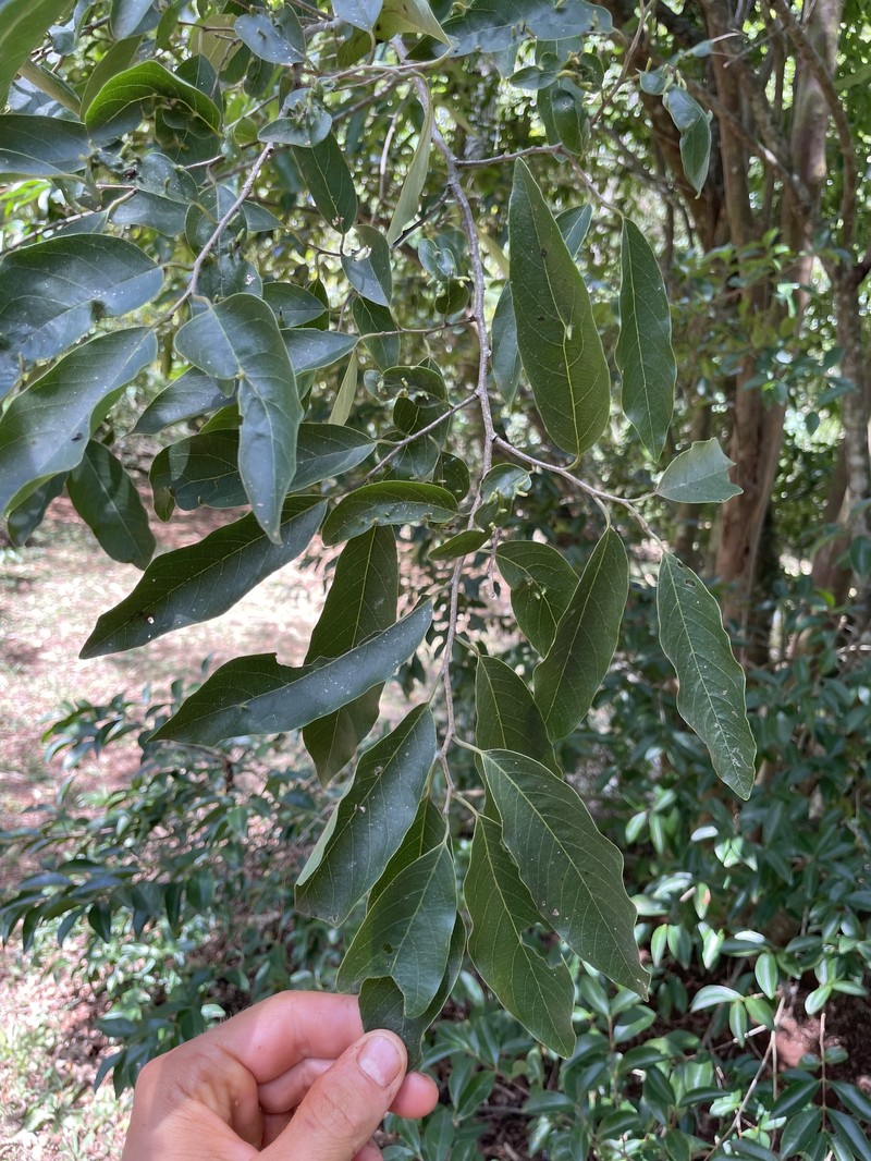 Annona neosalicifolia photo 4