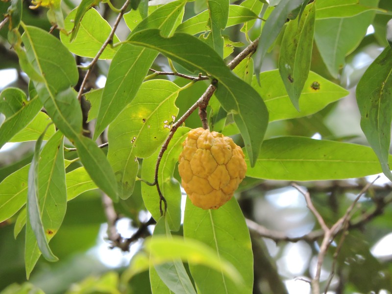Annona neosalicifolia photo 5