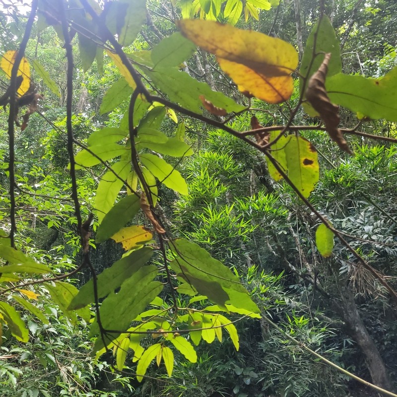 Annona neosericea