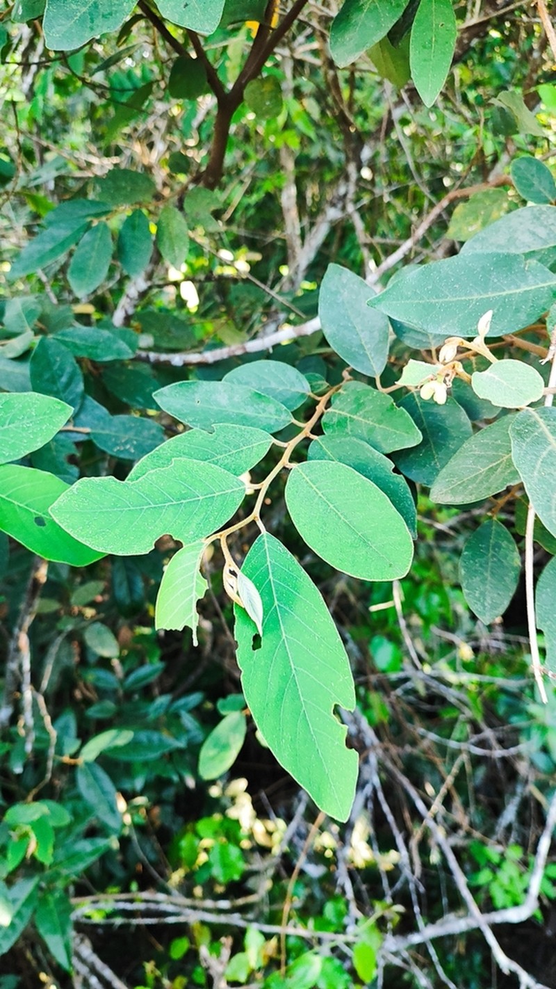 Annona neosericea photo 2