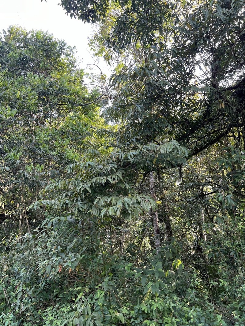 Annona neosericea photo 3