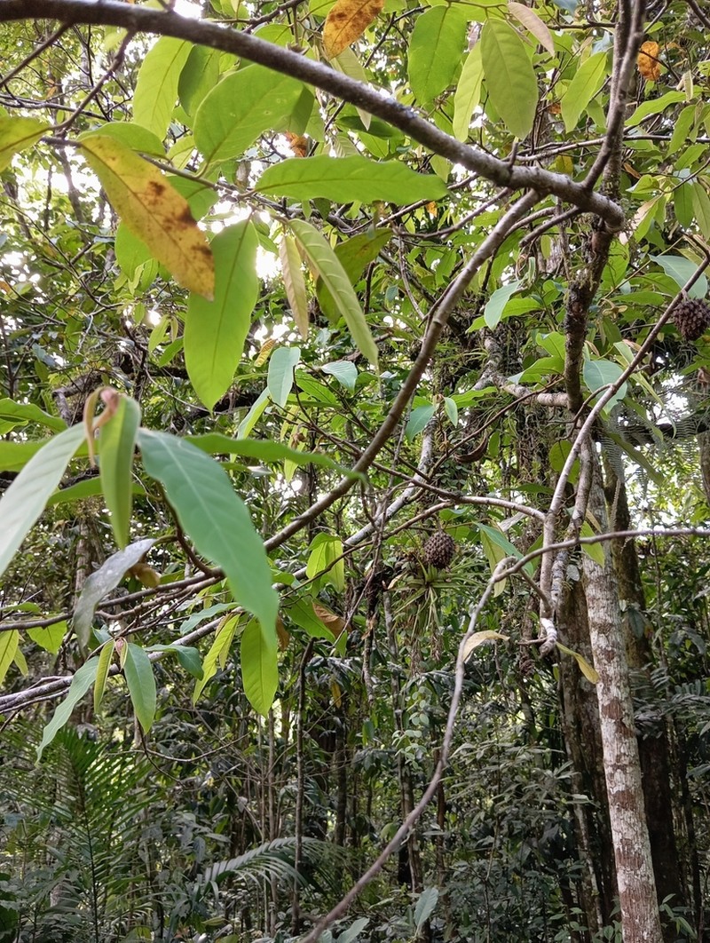 Annona neosericea photo 4
