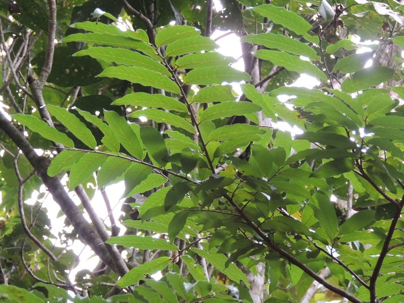 Annona neosericea photo 5