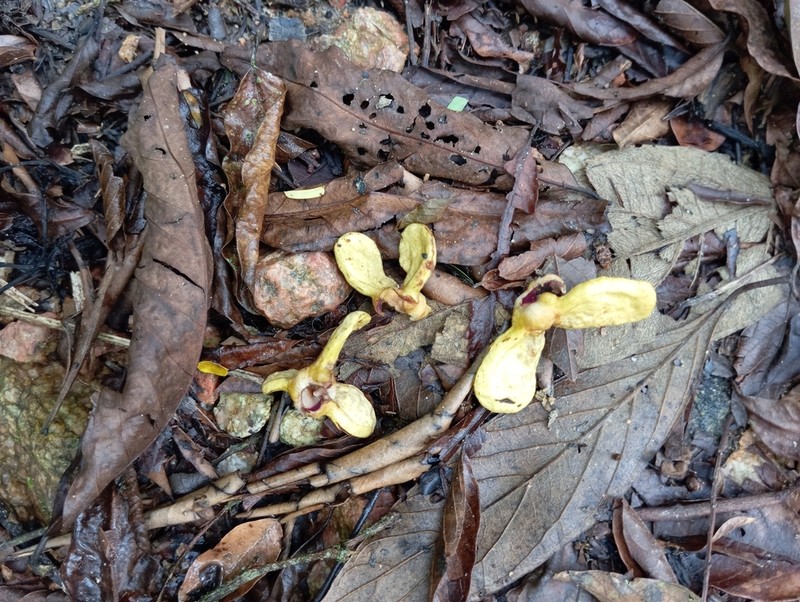 Annona neosericea photo 6