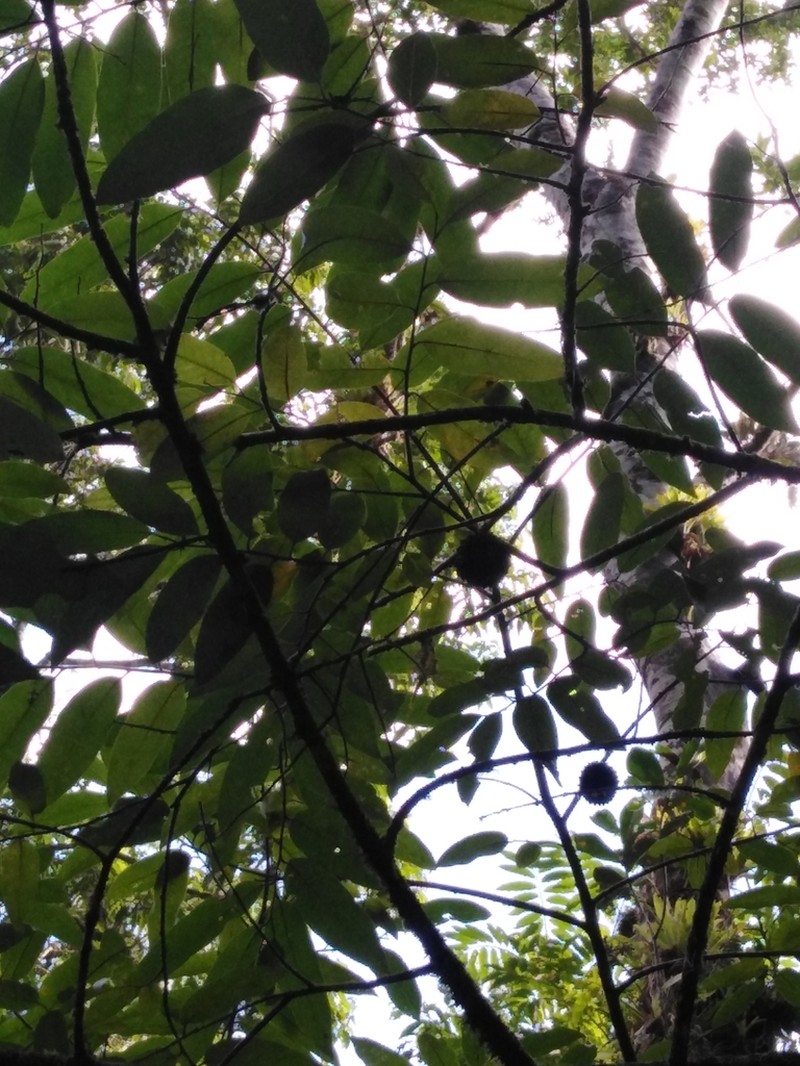 Annona neosericea photo 7