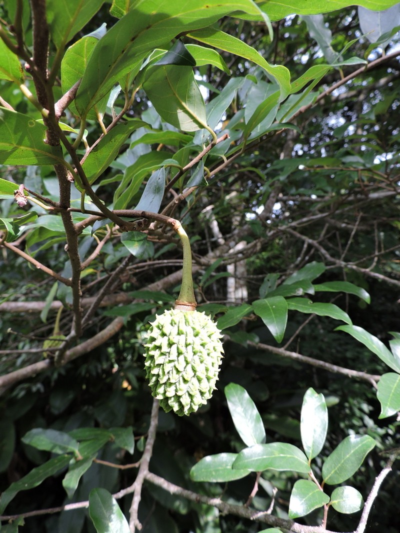 Annona neosericea photo 8