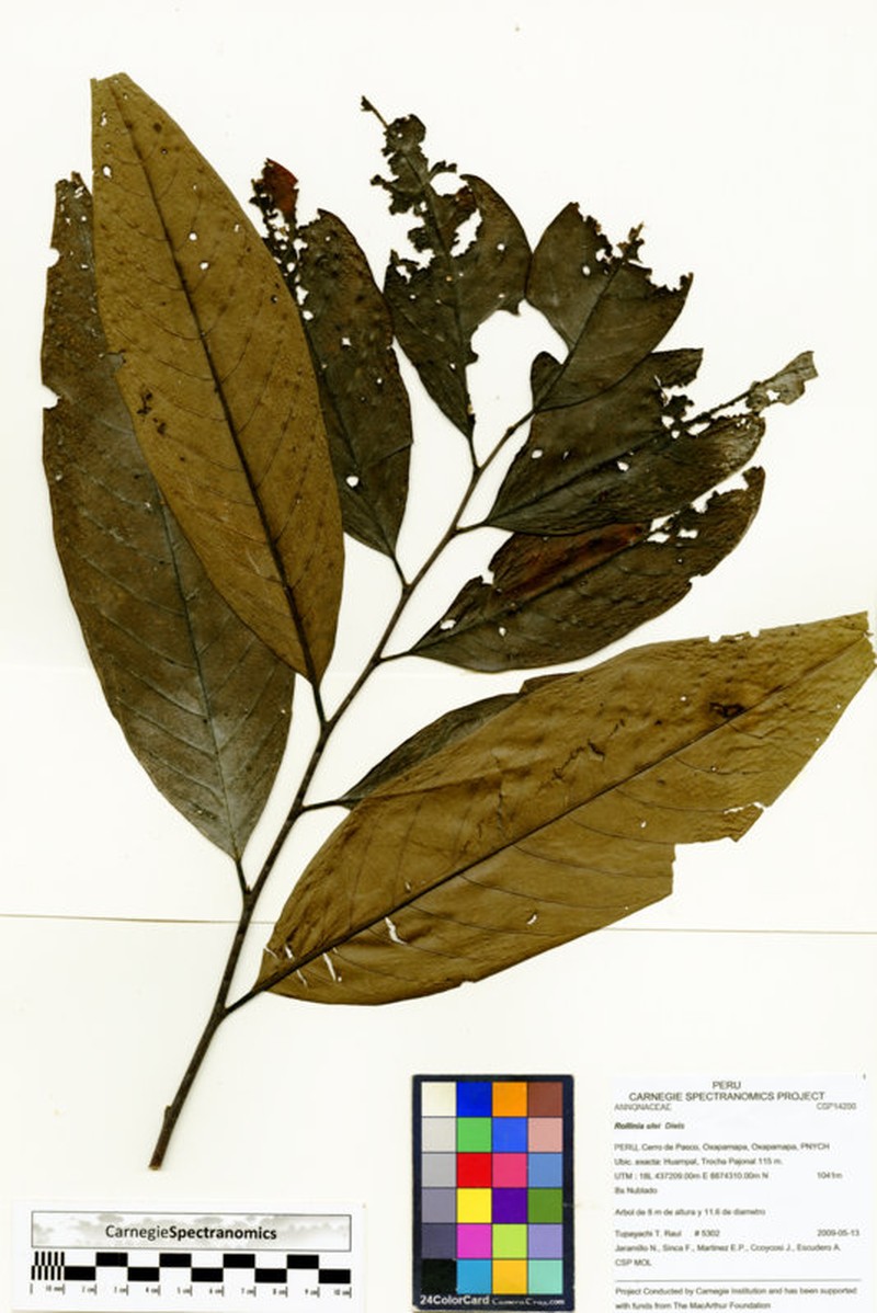 Annona neoulei