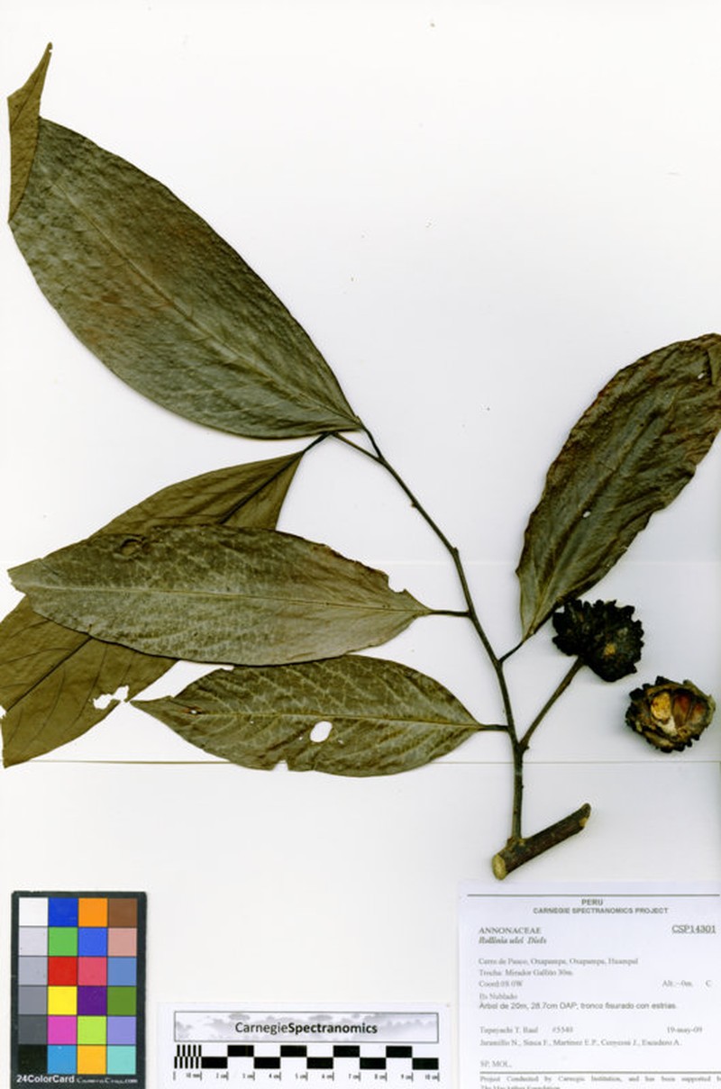 Annona neoulei photo 2