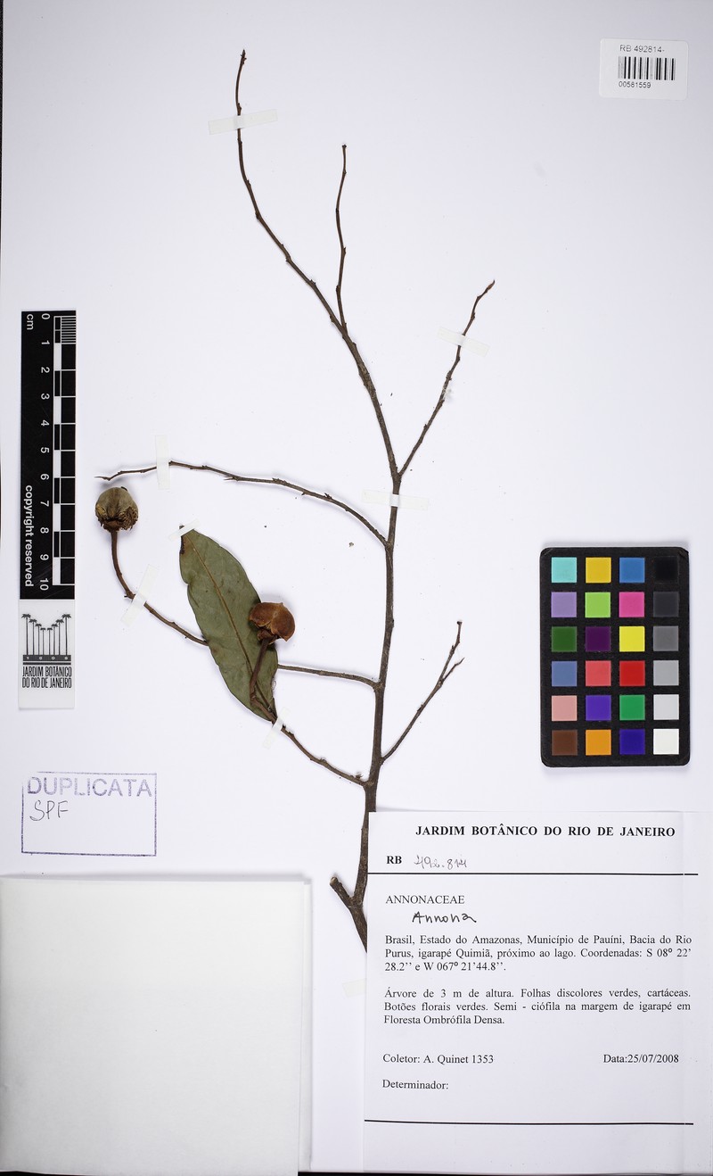 Annona nitida photo 2