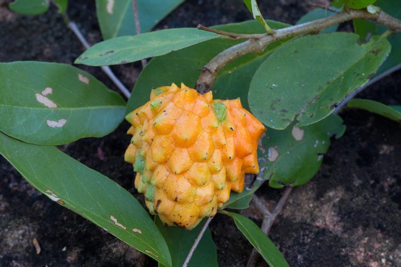 Annona nutans