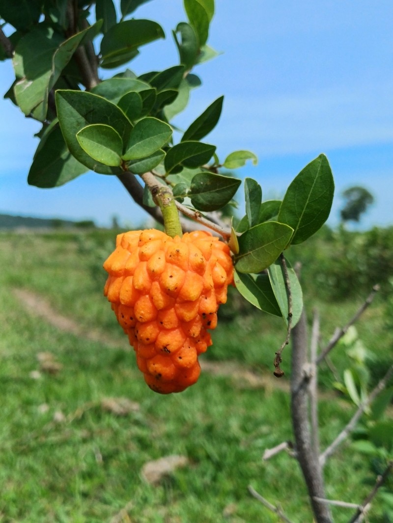 Annona nutans photo 3