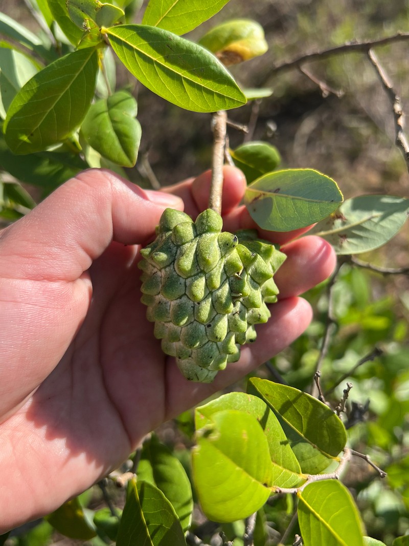 Annona nutans photo 4