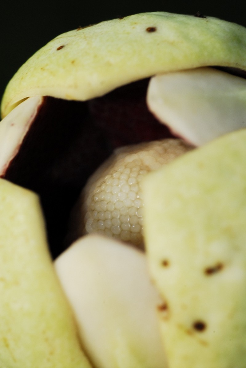 Annona nutans photo 6