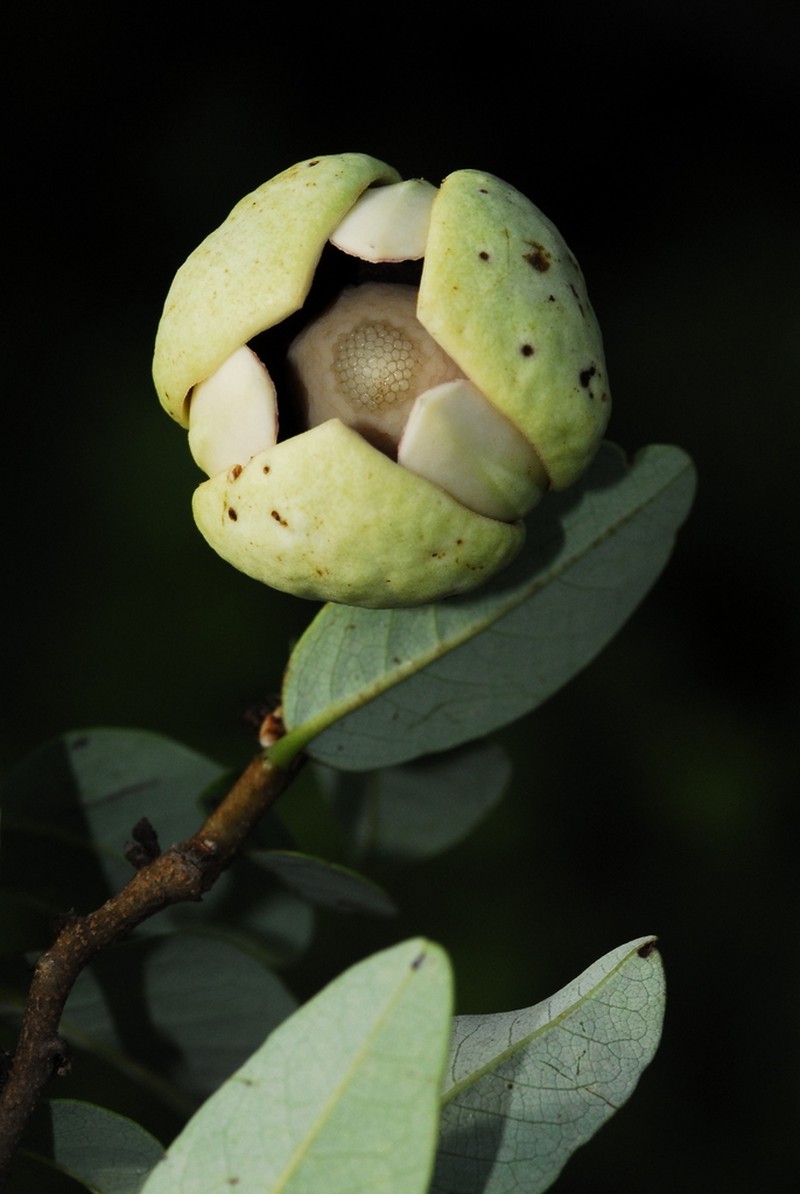 Annona nutans photo 7