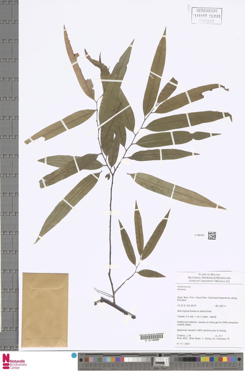 Annona oleifolia