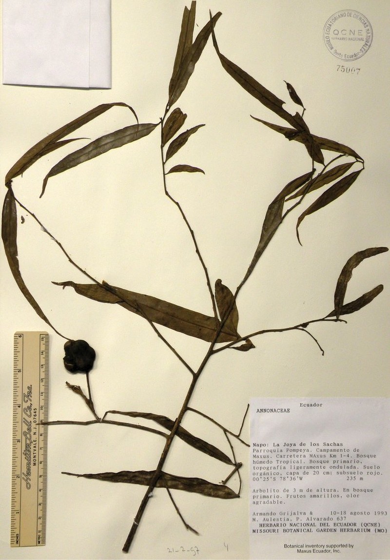 Annona oleifolia photo 2