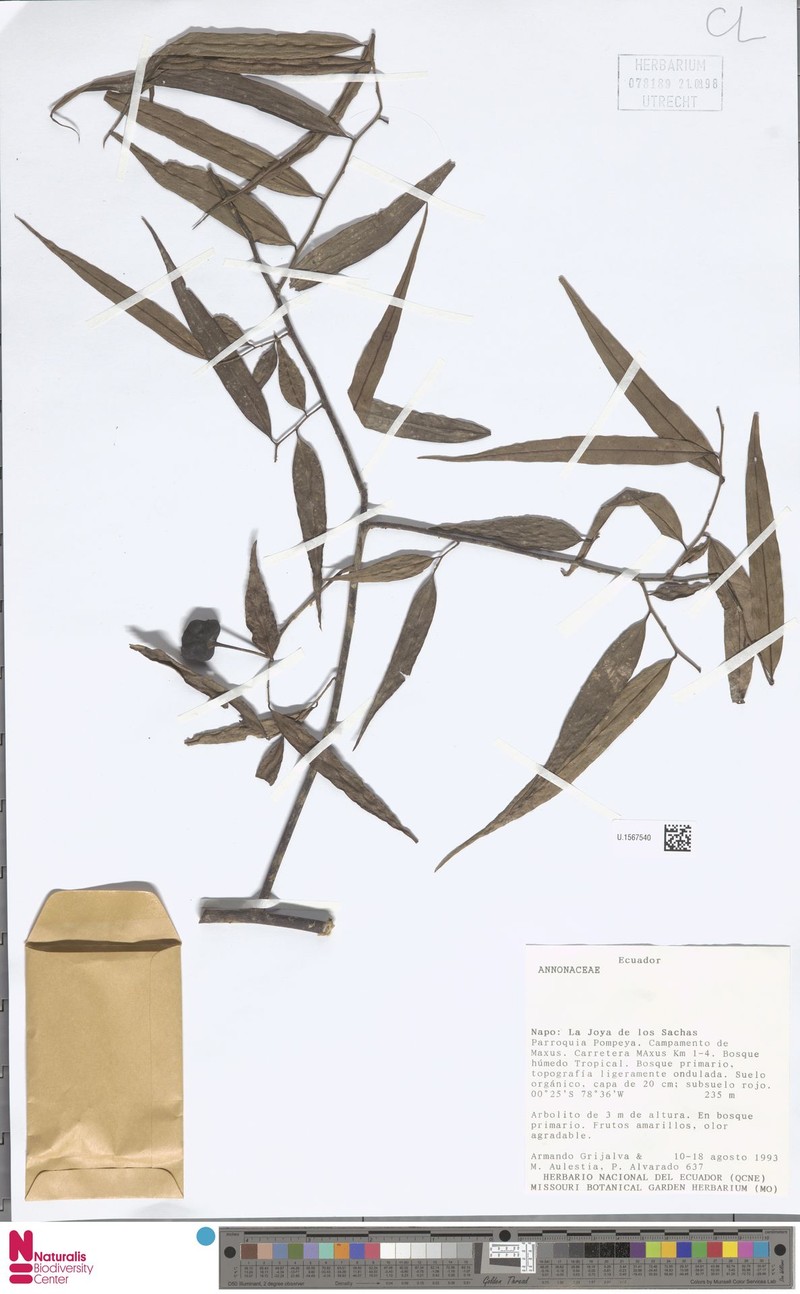 Annona oleifolia photo 3