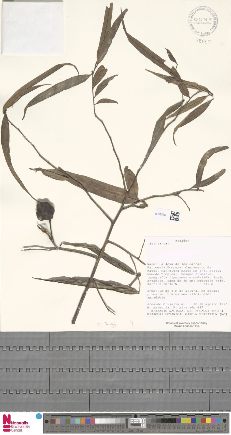 Annona oleifolia photo 4