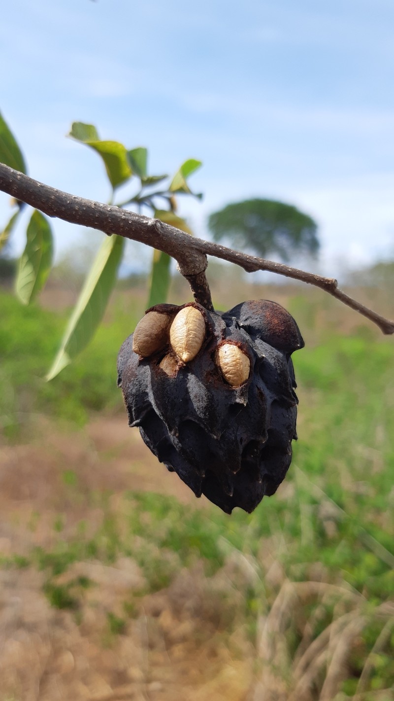 Annona palmeri photo 2