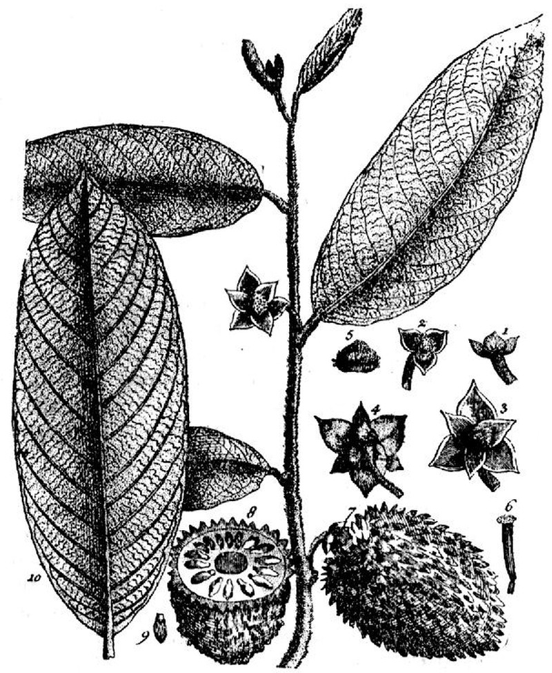 Annona paludosa