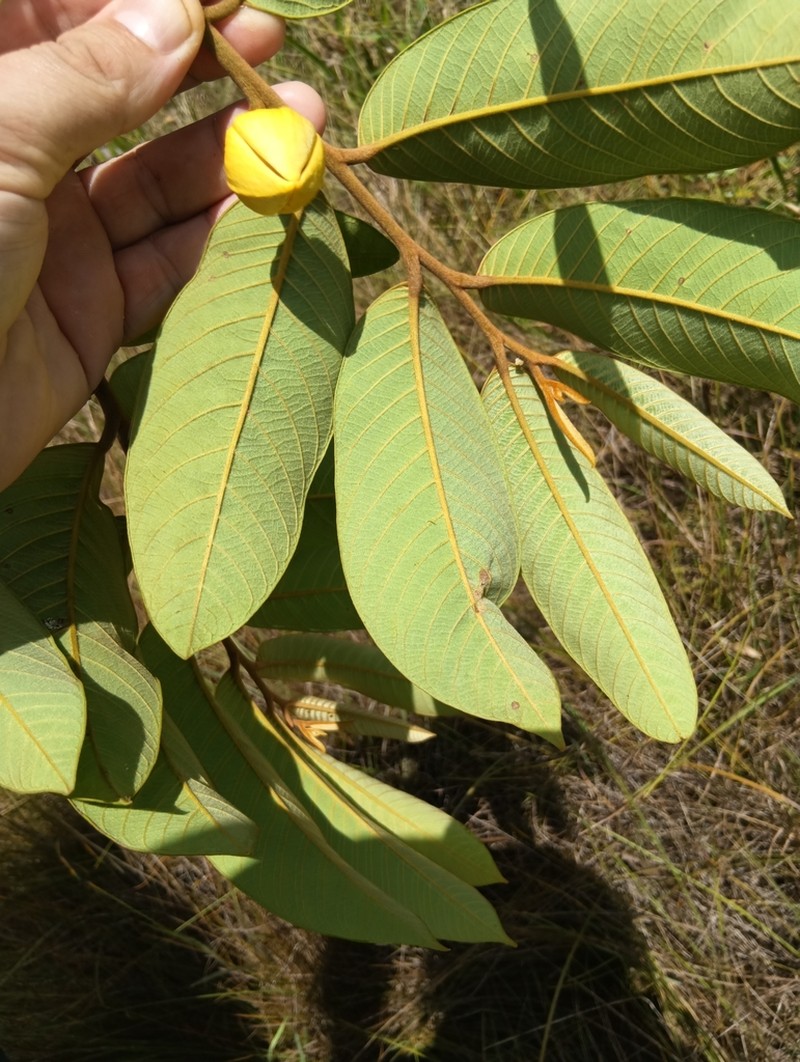Annona paludosa photo 2