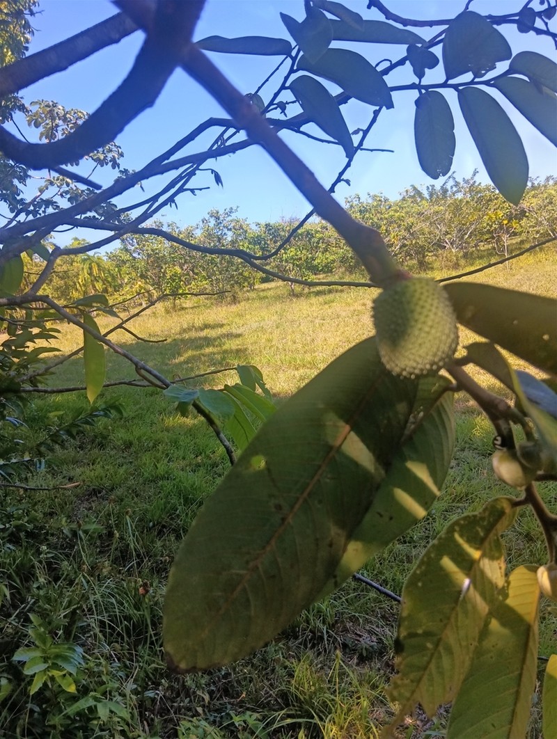 Annona paludosa photo 3